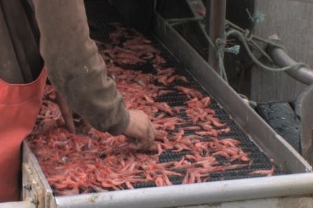 Newfoundland Price Panel Sets Cold-Water Shrimp Minimum Price at <img .95